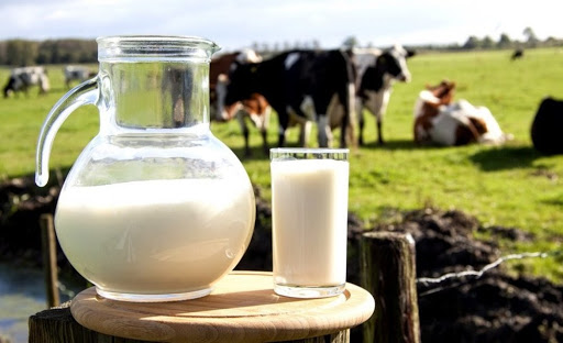 sữa cho bé dị ứng đạm sữa bò